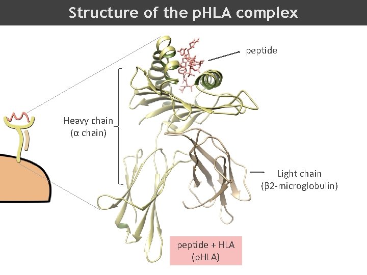 Structure of the p. HLA complex peptide Heavy chain (α chain) Light chain (β