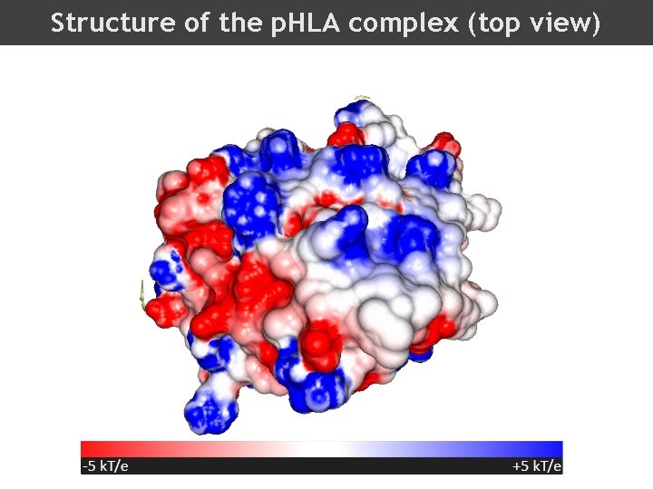 Structure of the p. HLA complex (top view) 