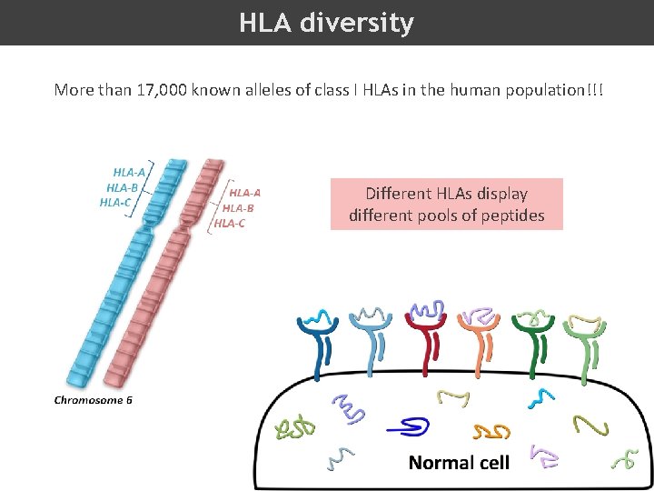 HLA diversity More than 17, 000 known alleles of class I HLAs in the