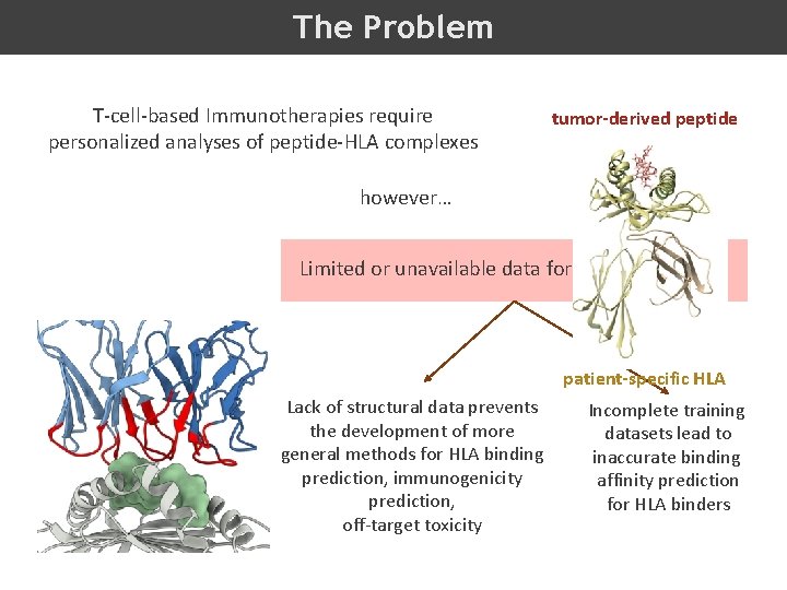 The Problem T-cell-based Immunotherapies require personalized analyses of peptide-HLA complexes tumor-derived peptide however… Limited