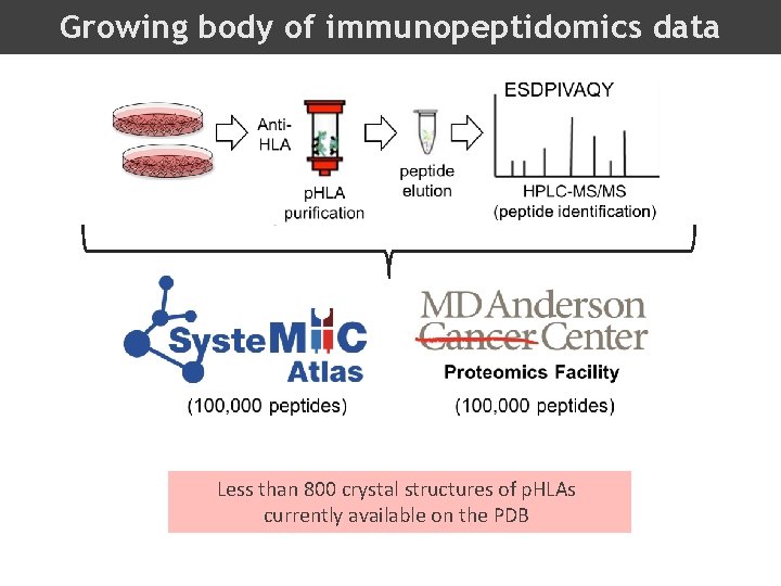 Growing body of immunopeptidomics data Less than 800 crystal structures of p. HLAs currently