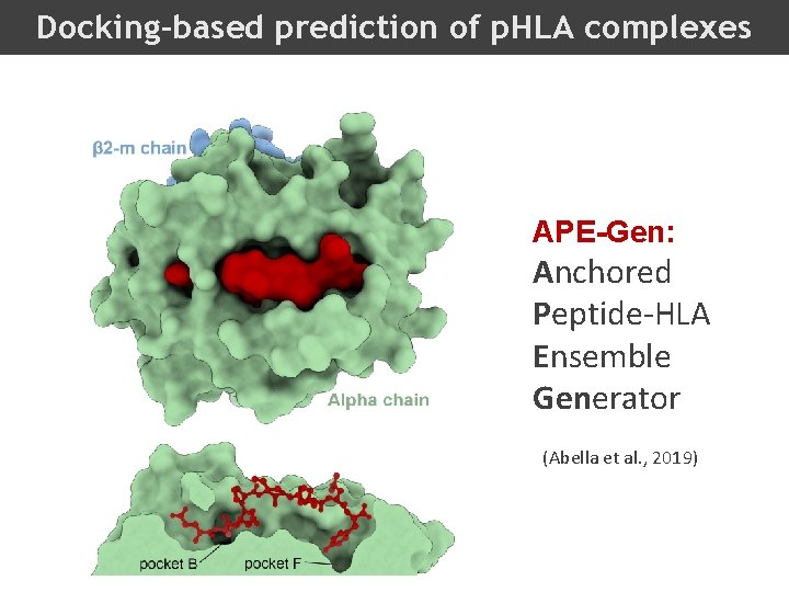 Docking-based prediction of p. HLA complexes APE-Gen: Anchored Peptide-HLA Ensemble Generator (Abella et al.