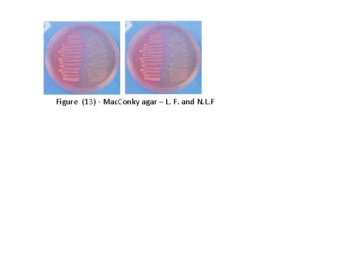 Figure (13) - Mac. Conky agar – L. F. and N. L. F 