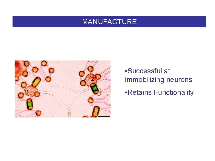 MANUFACTURE • Successful at immobilizing neurons • Retains Functionality 