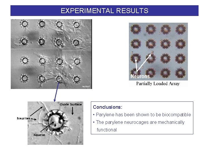 EXPERIMENTAL RESULTS Conclusions: • Parylene has been shown to be biocompatible • The parylene