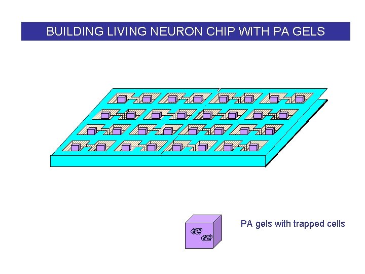 BUILDING LIVING NEURON CHIP WITH PA GELS PA gels with trapped cells 