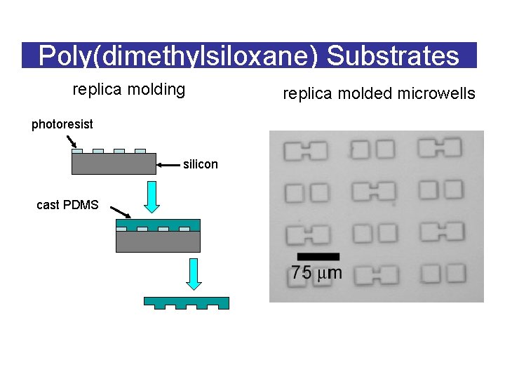 Poly(dimethylsiloxane) Substrates replica molding photoresist silicon cast PDMS replica molded microwells 