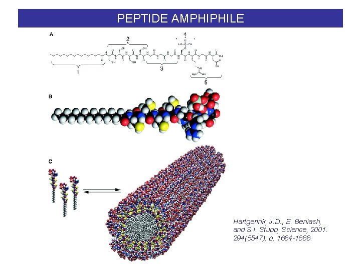 PEPTIDE AMPHIPHILE Hartgerink, J. D. , E. Beniash, and S. I. Stupp, Science, 2001.