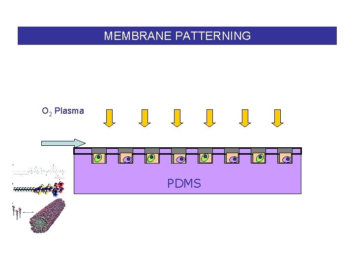 MEMBRANE PATTERNING O 2 Plasma PDMS 