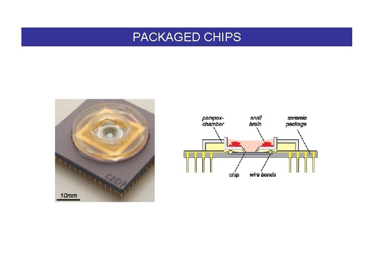 PACKAGED CHIPS 