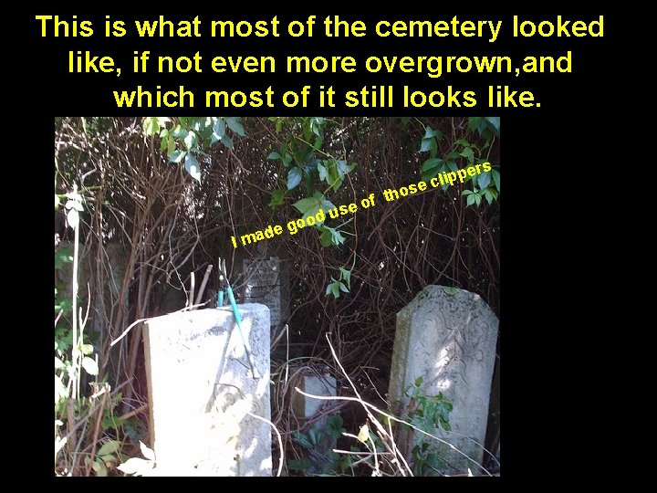 This is what most of the cemetery looked like, if not even more overgrown,