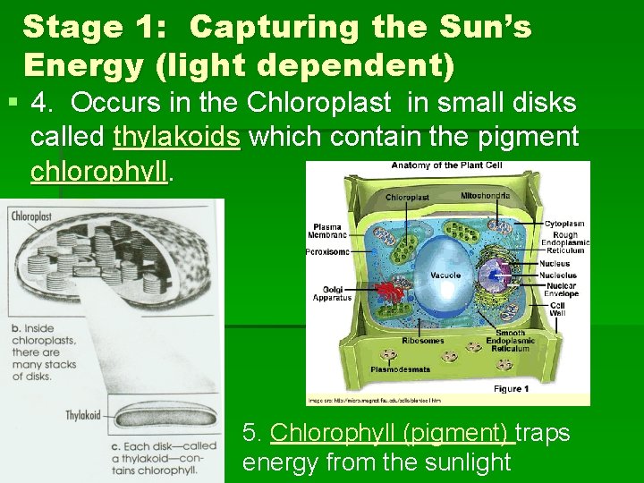 Stage 1: Capturing the Sun’s Energy (light dependent) § 4. Occurs in the Chloroplast