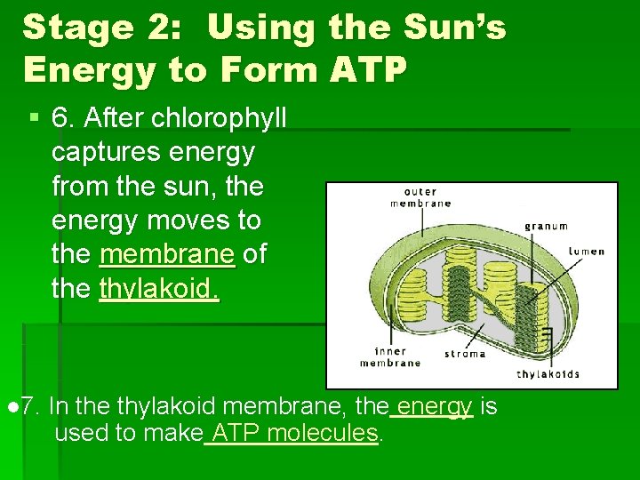 Stage 2: Using the Sun’s Energy to Form ATP § 6. After chlorophyll captures