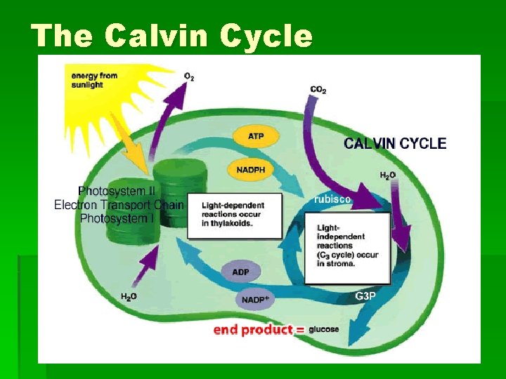 The Calvin Cycle 