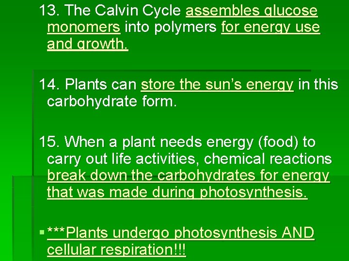 13. The Calvin Cycle assembles glucose monomers into polymers for energy use and growth.