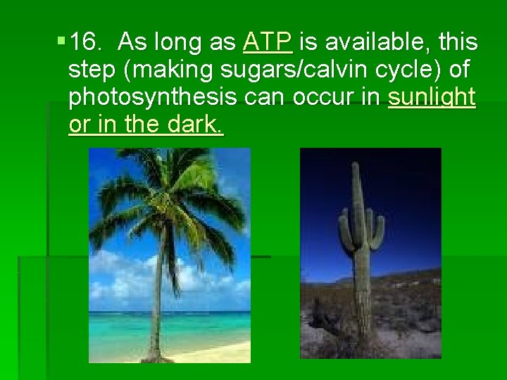 § 16. As long as ATP is available, this step (making sugars/calvin cycle) of