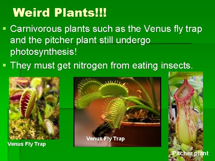Weird Plants!!! § Carnivorous plants such as the Venus fly trap and the pitcher