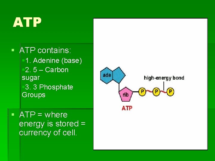 ATP § ATP contains: § 1. Adenine (base) § 2. 5 – Carbon sugar