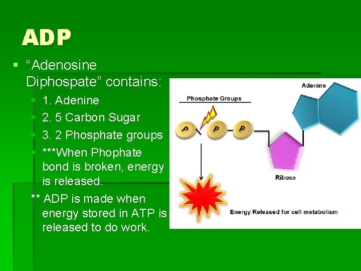 ADP § “Adenosine Diphospate” contains: § § 1. Adenine 2. 5 Carbon Sugar 3.