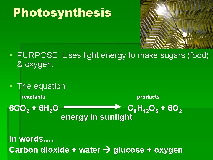 Photosynthesis § PURPOSE: Uses light energy to make sugars (food) & oxygen. § The