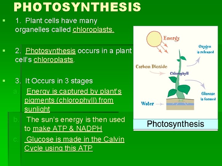 PHOTOSYNTHESIS § 1. Plant cells have many organelles called chloroplasts. § 2. Photosynthesis occurs