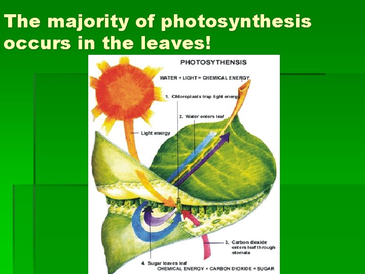 The majority of photosynthesis occurs in the leaves! 