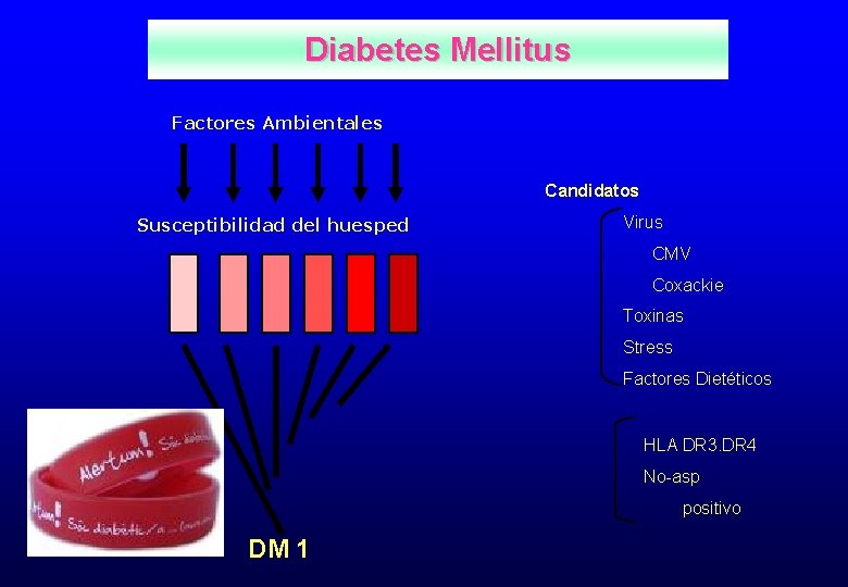 Diabetes Mellitus Factores Ambientales Candidatos Susceptibilidad del huesped Virus CMV Coxackie Toxinas Stress Factores