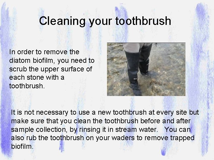 Cleaning your toothbrush In order to remove the diatom biofilm, you need to scrub
