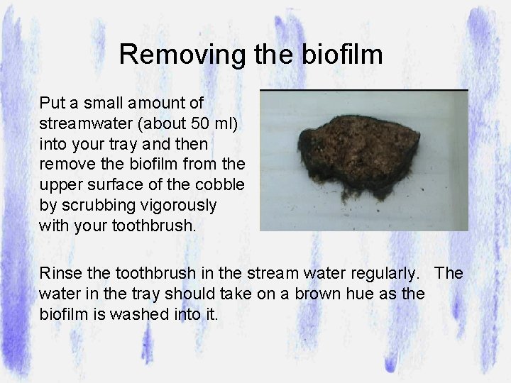 Removing the biofilm Put a small amount of streamwater (about 50 ml) into your
