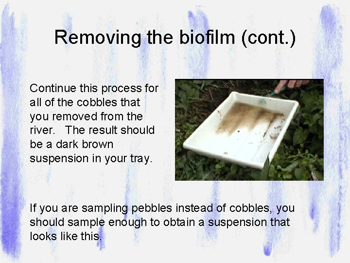 Removing the biofilm (cont. ) Continue this process for all of the cobbles that