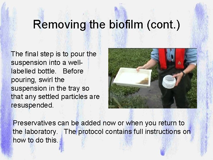 Removing the biofilm (cont. ) The final step is to pour the suspension into