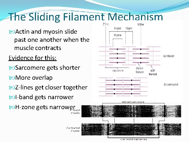 The Sliding Filament Mechanism Actin and myosin slide past one another when the muscle
