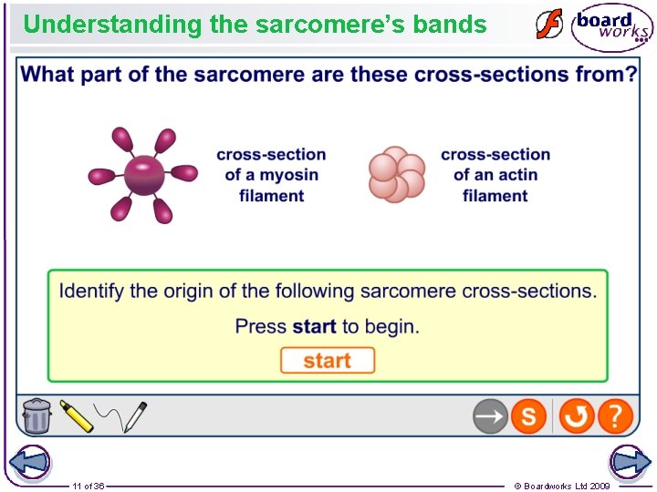 Understanding the sarcomere’s bands 11 of 36 © Boardworks Ltd 2009 