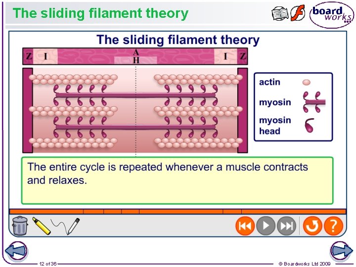 The sliding filament theory 12 of 36 © Boardworks Ltd 2009 