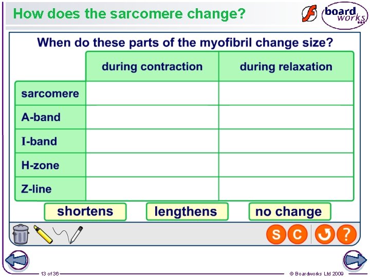 How does the sarcomere change? 13 of 36 © Boardworks Ltd 2009 