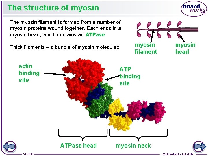 The structure of myosin The myosin filament is formed from a number of myosin