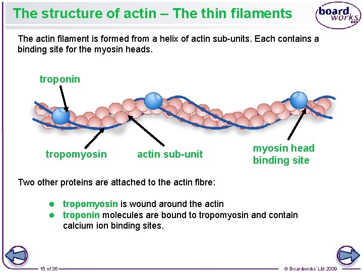 The structure of actin – The thin filaments The actin filament is formed from