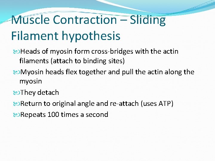 Muscle Contraction – Sliding Filament hypothesis Heads of myosin form cross-bridges with the actin