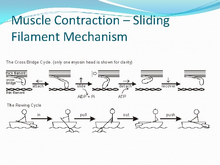 Muscle Contraction – Sliding Filament Mechanism 