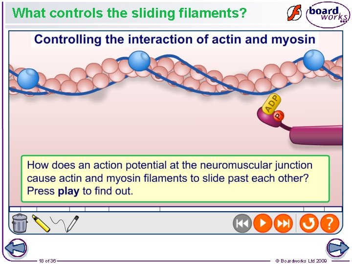 What controls the sliding filaments? 18 of 36 © Boardworks Ltd 2009 