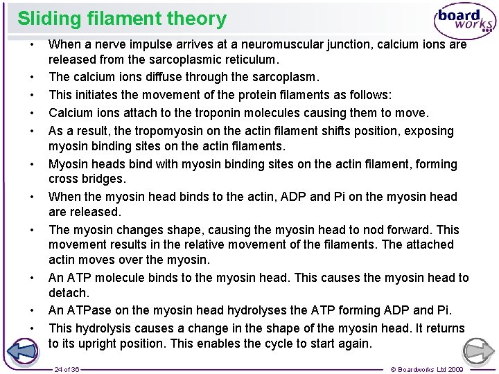 Sliding filament theory • • • When a nerve impulse arrives at a neuromuscular