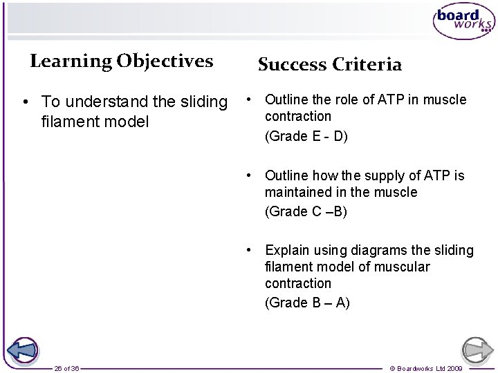 Learning Objectives • To understand the sliding filament model Success Criteria • Outline the