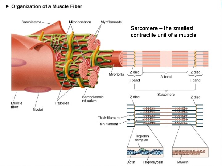 Sarcomere – the smallest contractile unit of a muscle 
