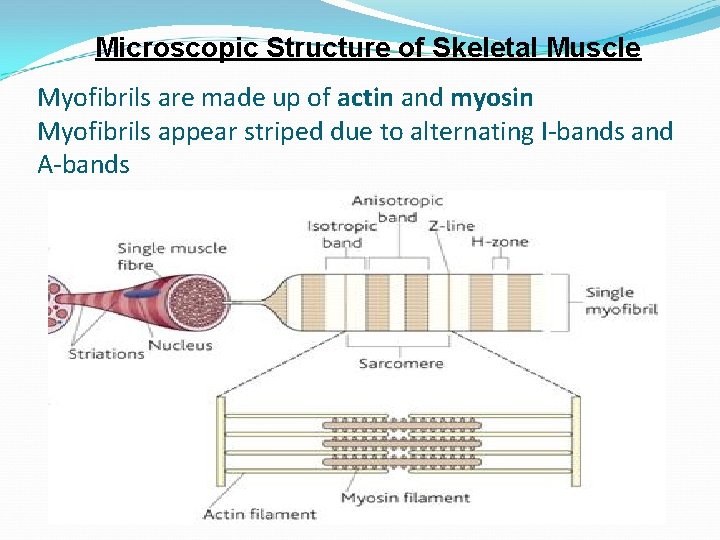 Microscopic Structure of Skeletal Muscle Myofibrils are made up of actin and myosin Myofibrils