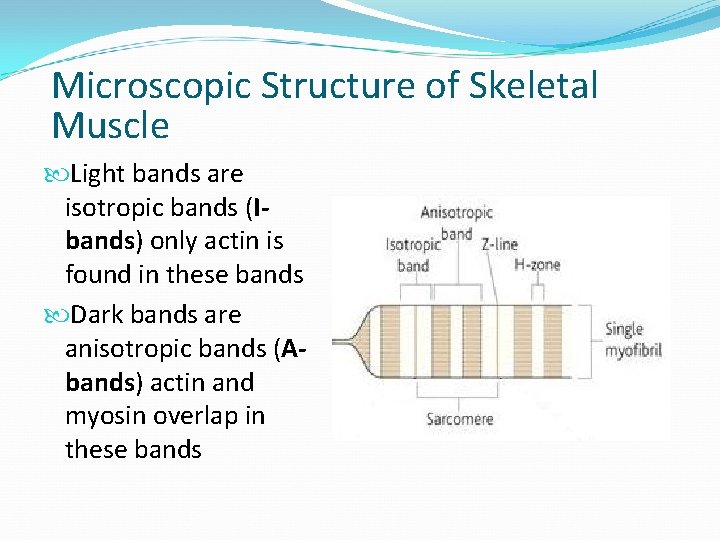 Microscopic Structure of Skeletal Muscle Light bands are isotropic bands (Ibands) only actin is