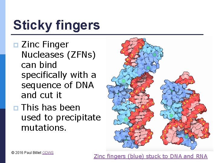 Sticky fingers Zinc Finger Nucleases (ZFNs) can bind specifically with a sequence of DNA