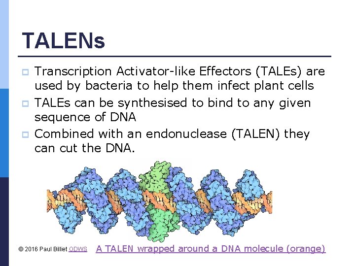 TALENs p p p Transcription Activator-like Effectors (TALEs) are used by bacteria to help