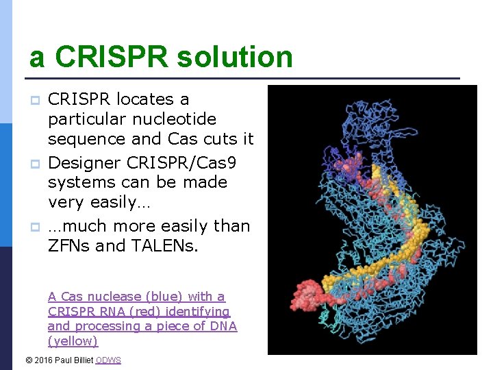 a CRISPR solution p p p CRISPR locates a particular nucleotide sequence and Cas