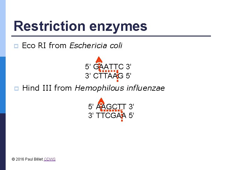 Restriction enzymes p Eco RI from Eschericia coli 5’ GAATTC 3’ 3’ CTTAAG 5’