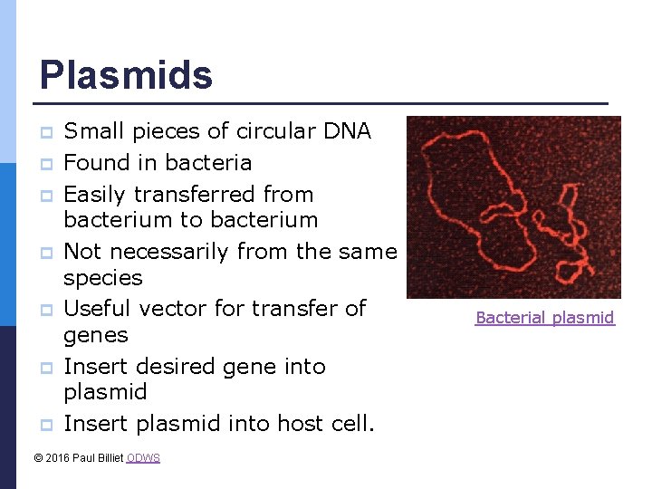 Plasmids p p p p Small pieces of circular DNA Found in bacteria Easily